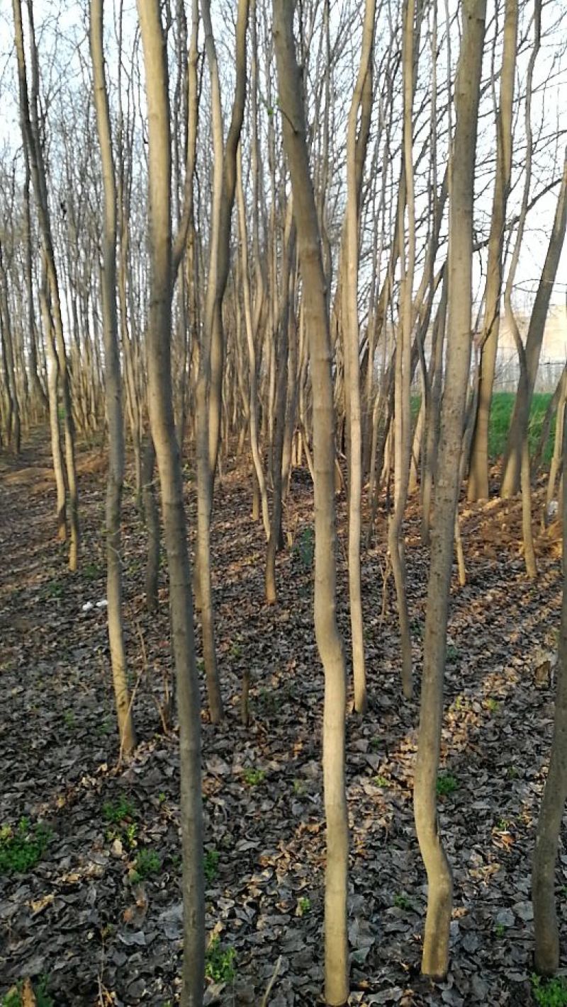 杜仲树8~10cm6~8cm3~3.5米