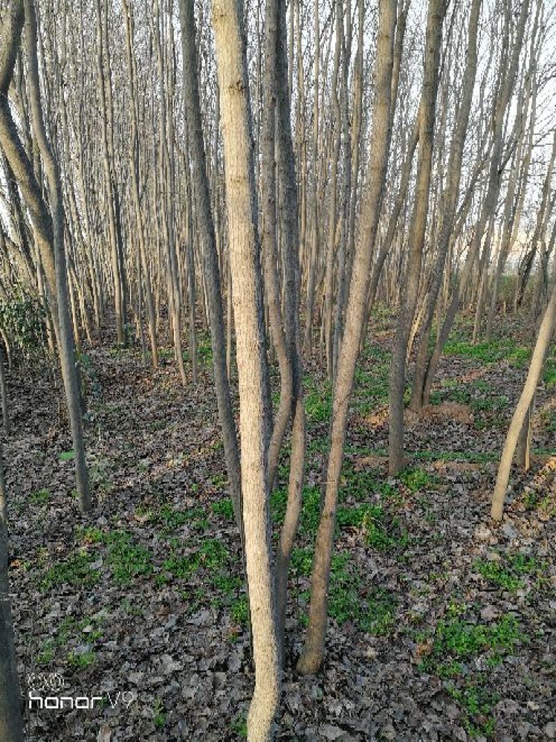 杜仲树8~10cm6~8cm3~3.5米