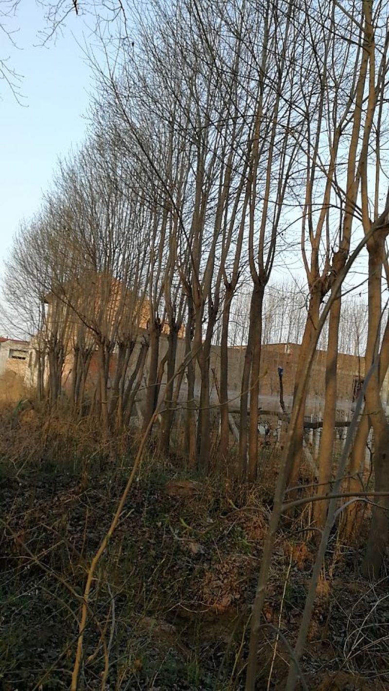 杜仲树8~10cm6~8cm3~3.5米