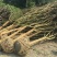 紫薇2~3米8~10cm2.5~3米