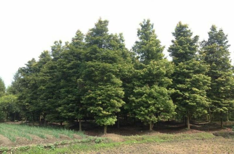 小叶桢楠5m以上