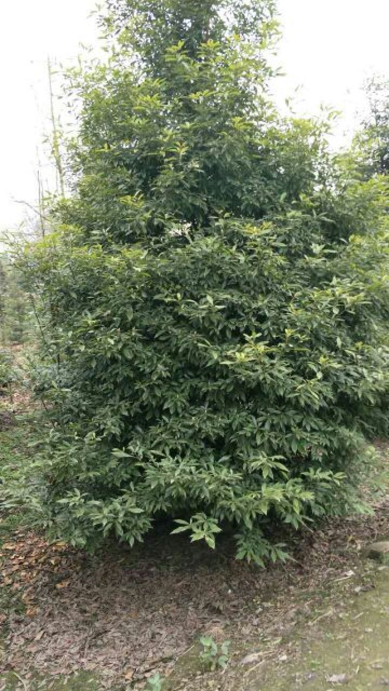 小叶桢楠5m以上