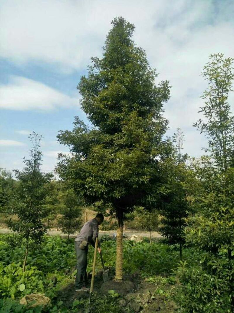 小叶桢楠5m以上