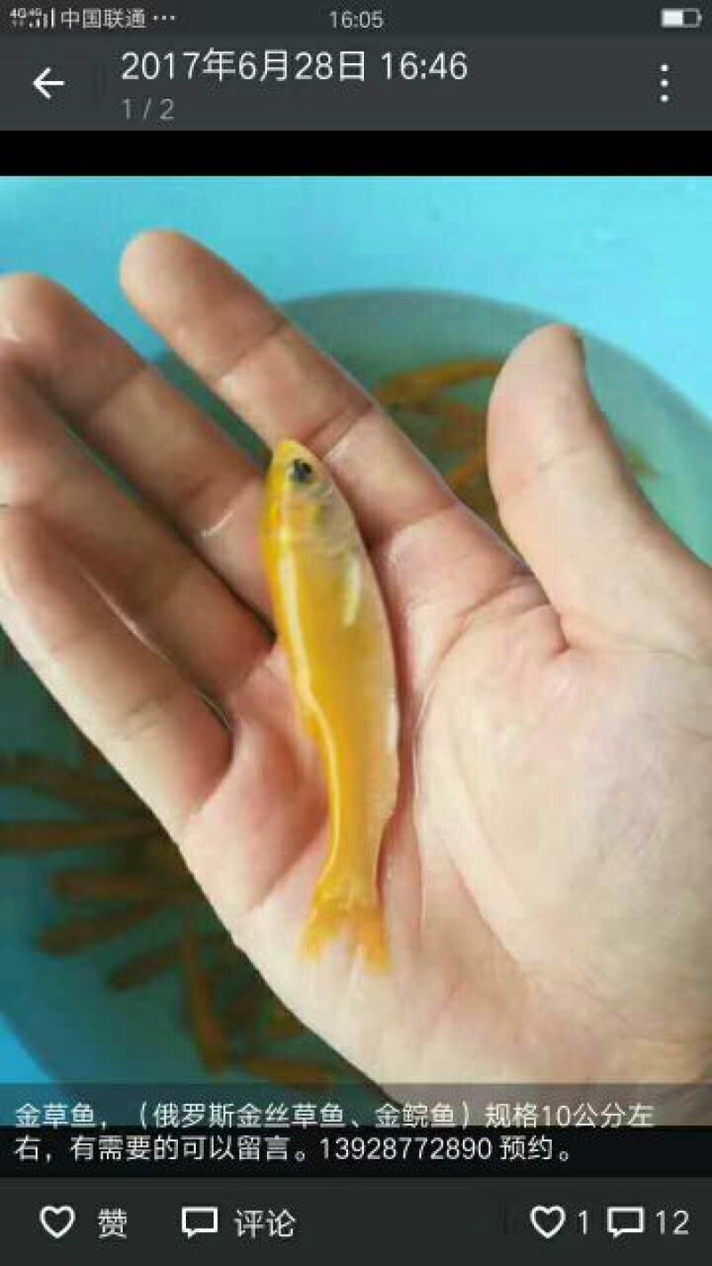 胡子鲶苗三黄塘虱苗，塘角鱼苗，塘角鱼水花，大量现货