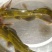 胡子鲶苗三黄塘虱苗，塘角鱼苗，塘角鱼水花，大量现货