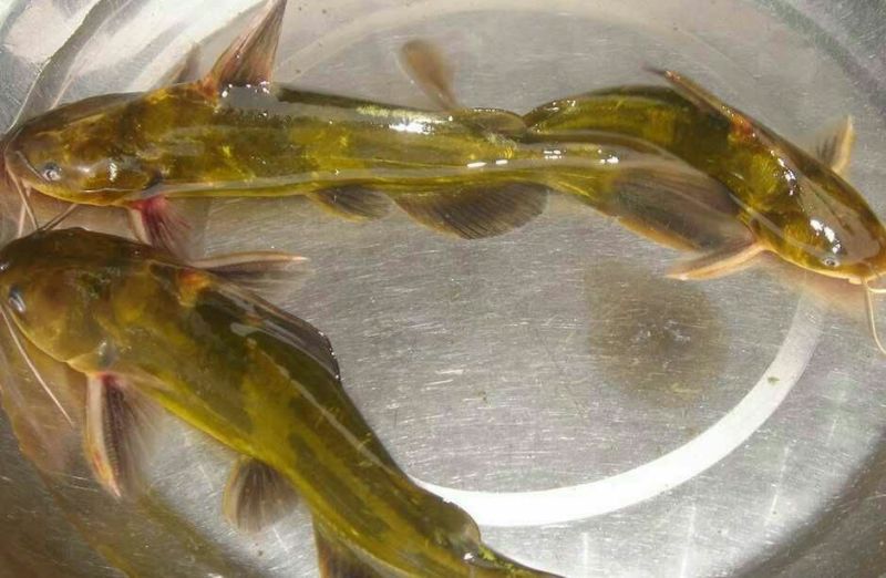 胡子鲶苗三黄塘虱苗，塘角鱼苗，塘角鱼水花，大量现货