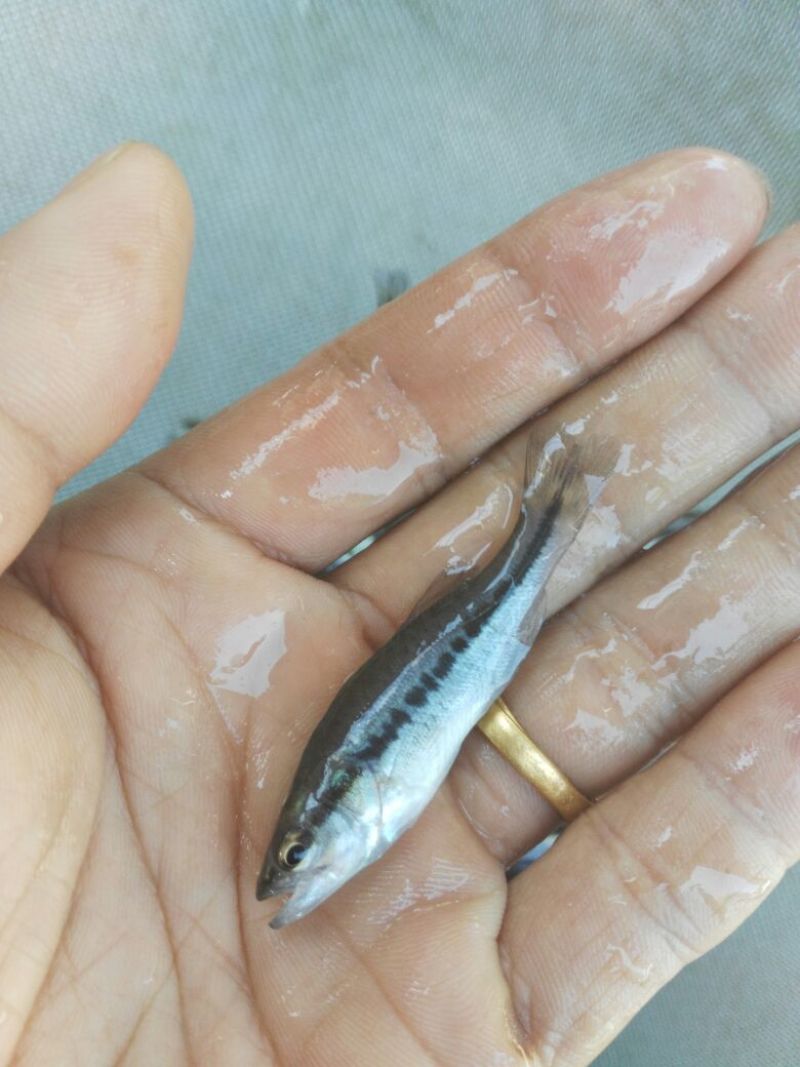 胡子鲶苗三黄塘虱苗，塘角鱼苗，塘角鱼水花，大量现货