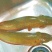 胡子鲶苗三黄塘虱苗，塘角鱼苗，塘角鱼水花，大量现货
