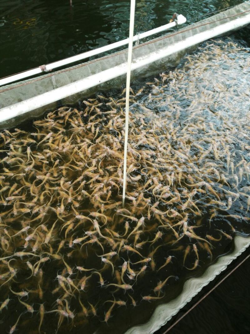 胡子鲶苗三黄塘虱苗，塘角鱼苗，塘角鱼水花，大量现货