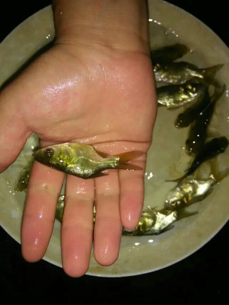 胡子鲶苗三黄塘虱苗，塘角鱼苗，塘角鱼水花，大量现货