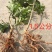 杨梅苗50~80cm