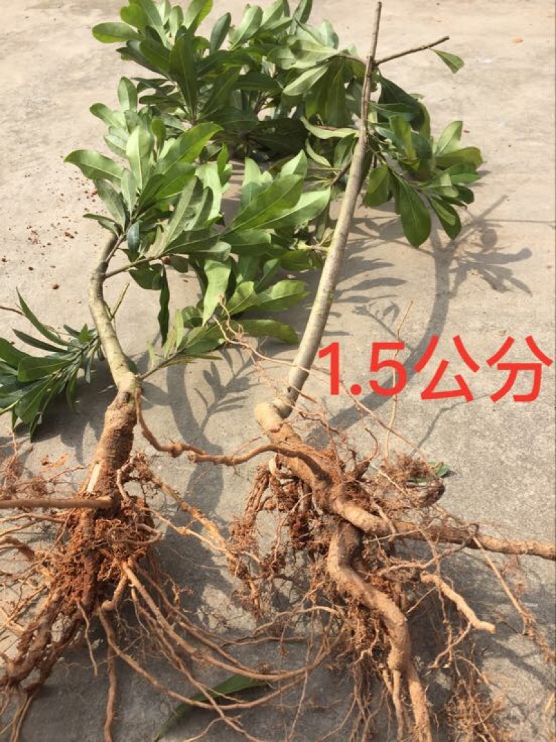杨梅苗50~80cm