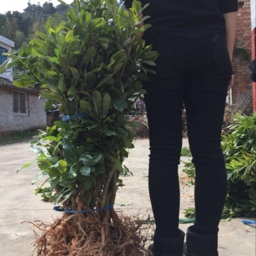 杨梅苗50~80cm