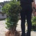 杨梅苗50~80cm