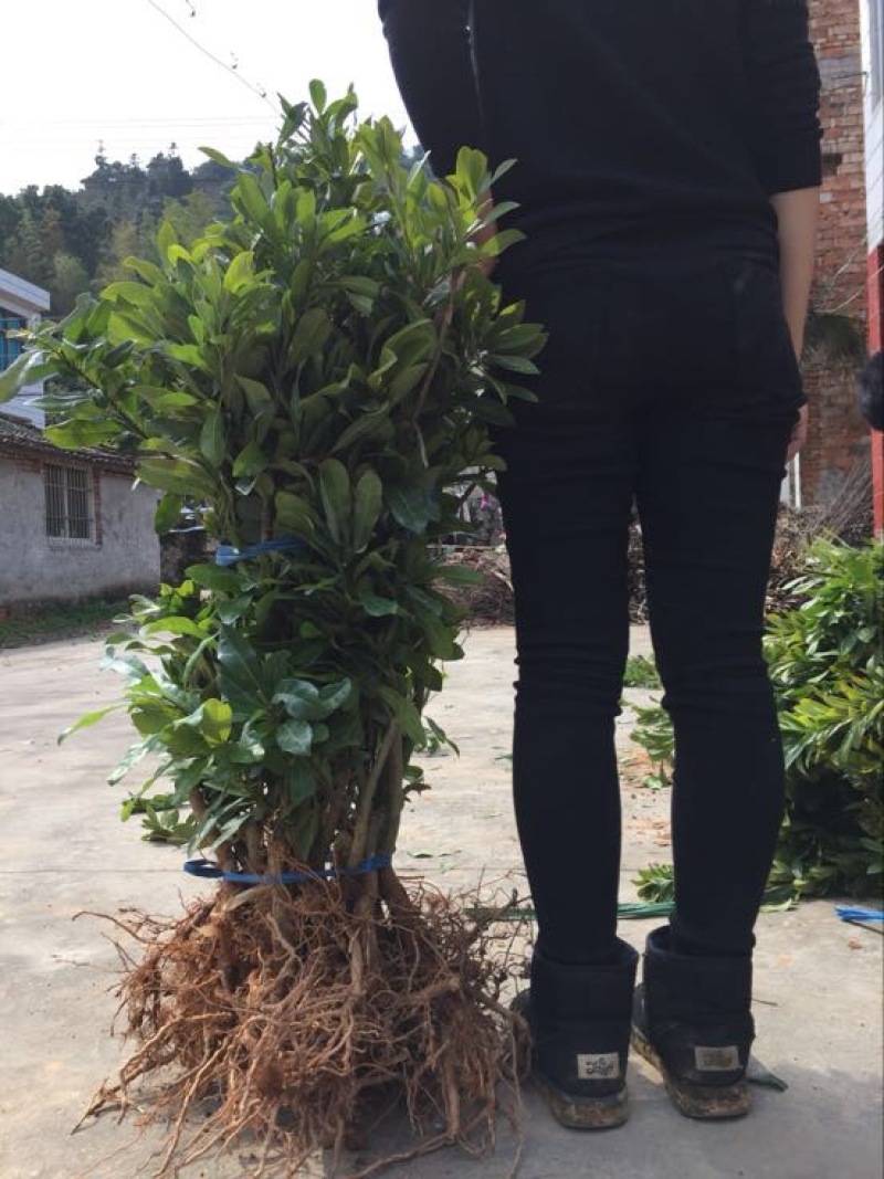 杨梅苗50~80cm