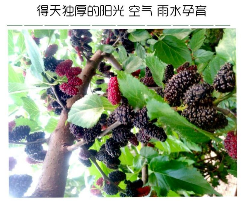 山桑3~4cm