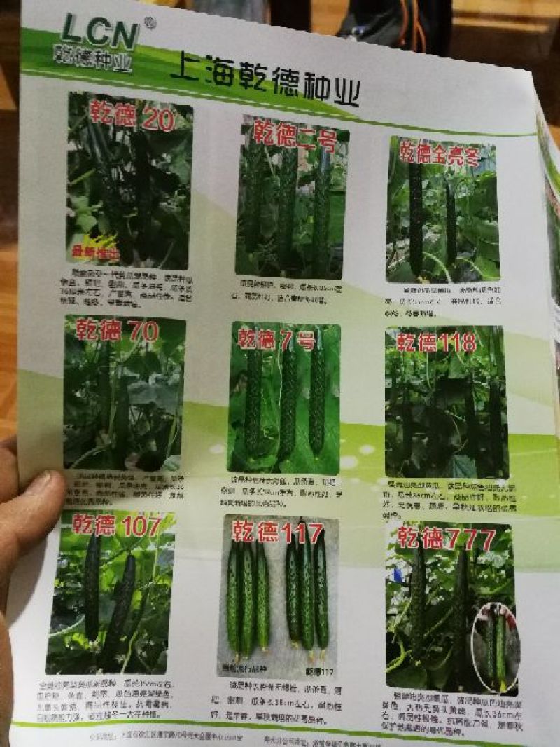黄瓜种子98%以上