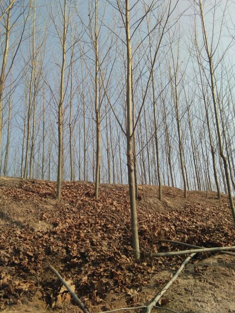 法桐1米以下6~8cm6~8cm3~3.5米
