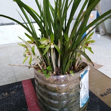 兰花不含盆