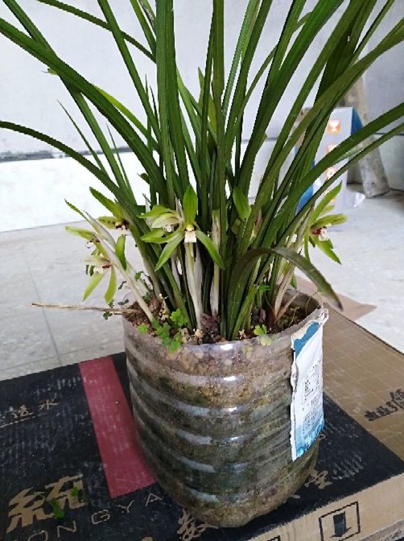 兰花不含盆