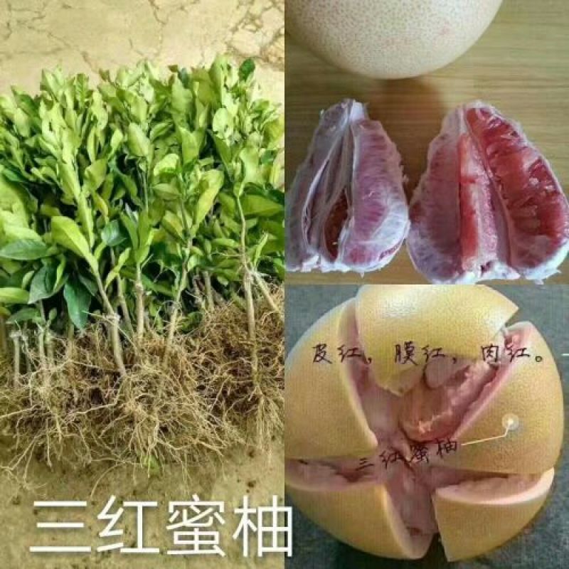 三红蜜柚苗1.5m以上0.2~0.5cm