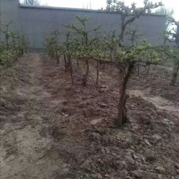 金银花盆景5~10cm直径十公分