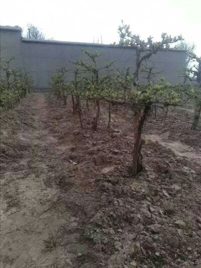 金银花盆景5~10cm直径十公分