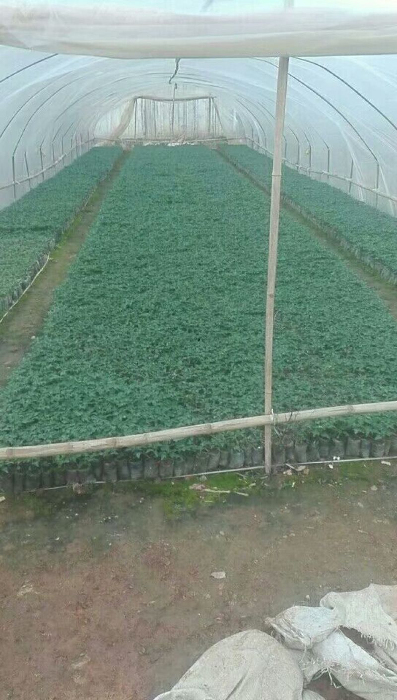 木瓜树苗红菱木瓜苗，红肉果