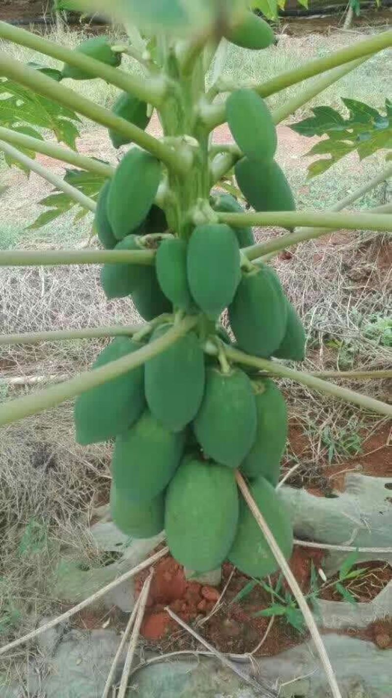 木瓜树苗红菱木瓜苗，红肉果