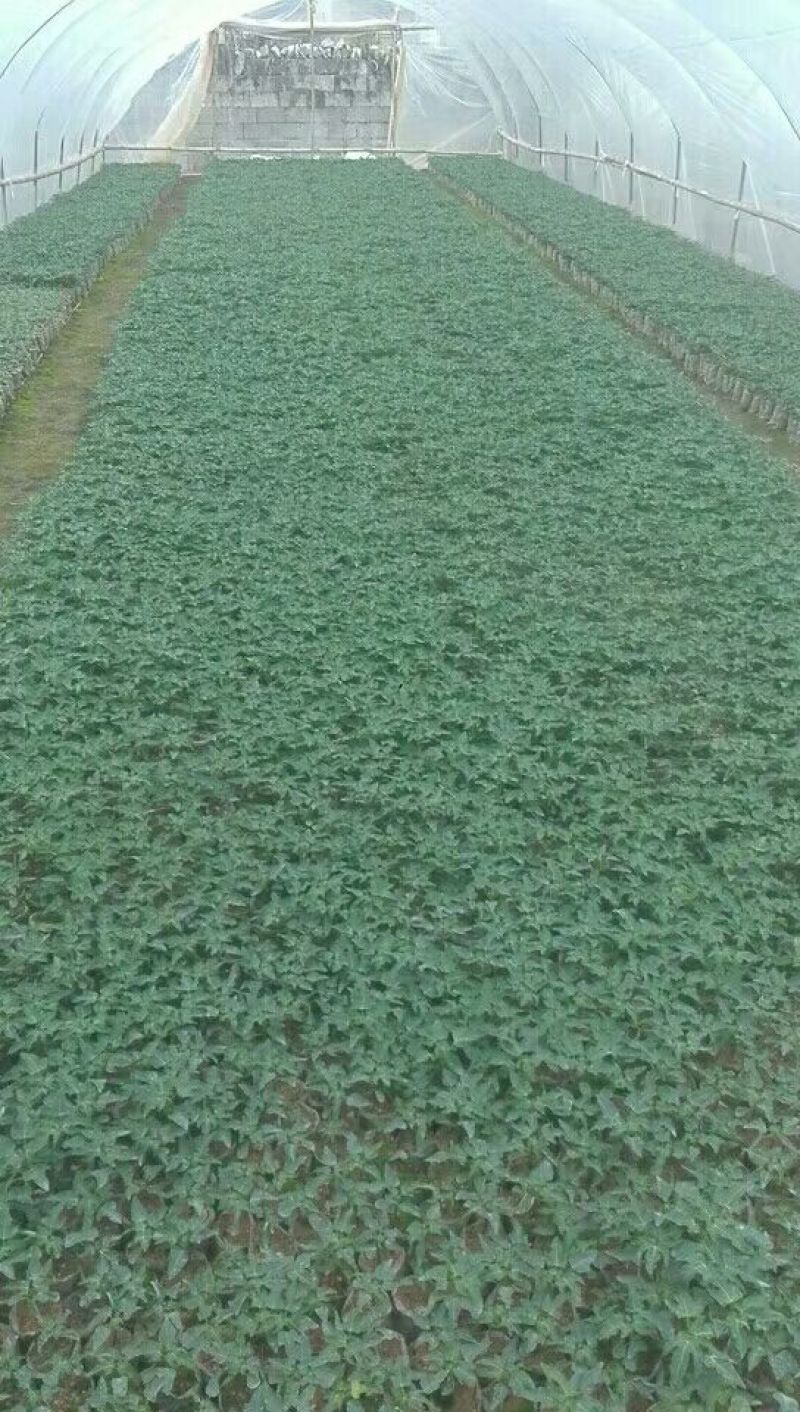 木瓜树苗红菱木瓜苗，红肉果