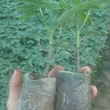 木瓜树苗红菱木瓜苗，红肉果