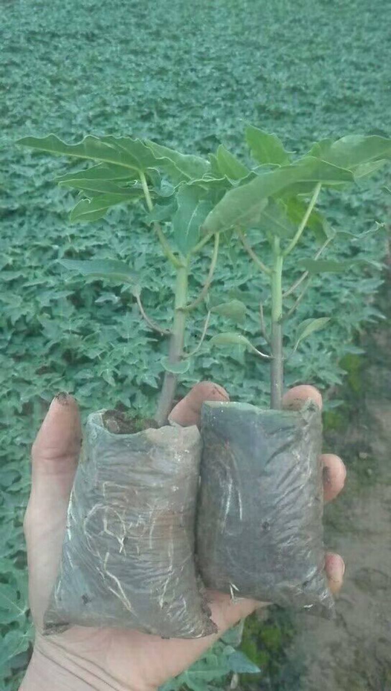 木瓜树苗红菱木瓜苗，红肉果