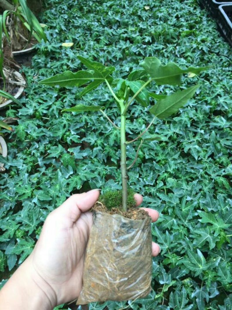 木瓜树苗红菱木瓜苗，红肉果
