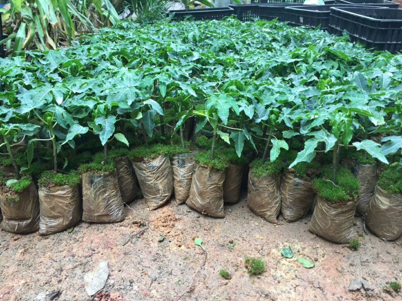 木瓜树苗红菱木瓜苗，红肉果