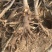 梨树4~6cm1.5~2米
