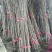 日本樱花苗50~60cm嫁接