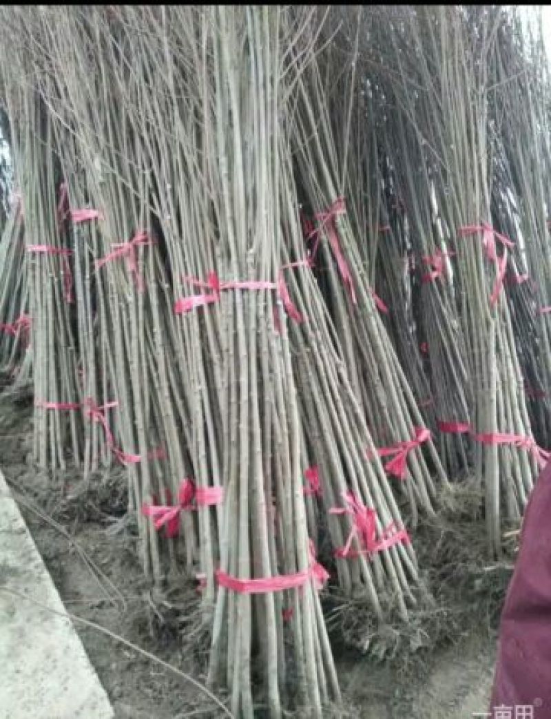 日本樱花苗50~60cm嫁接