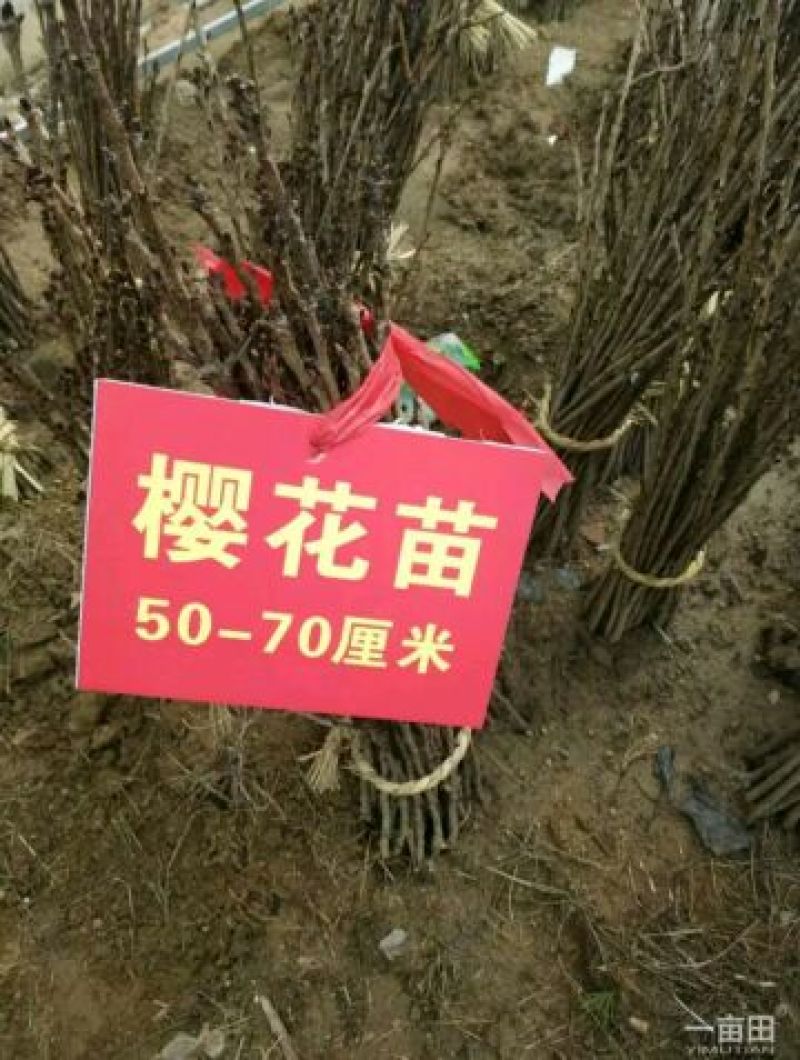 日本樱花苗50~60cm嫁接