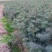 融安县《香杉牌》杉树种子