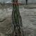 核桃苗50~100cm核桃树1~10年