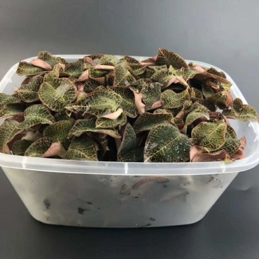 福建金线莲鲜品整株鲜品
