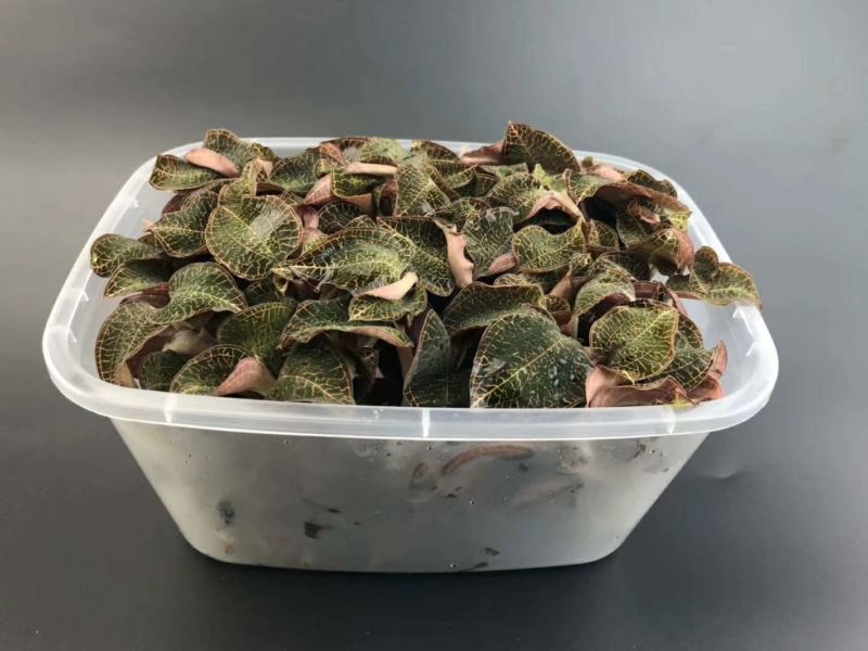 福建金线莲鲜品整株鲜品