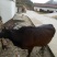 黄牛100~200kg