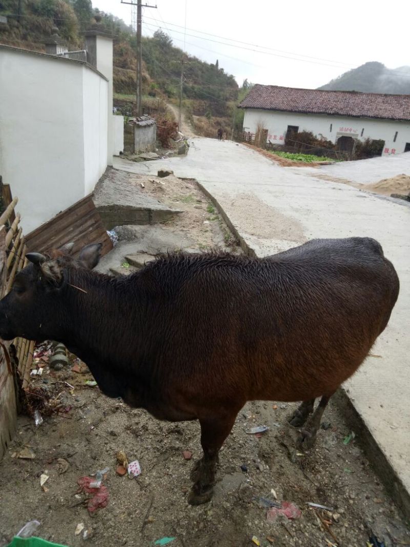 黄牛100~200kg