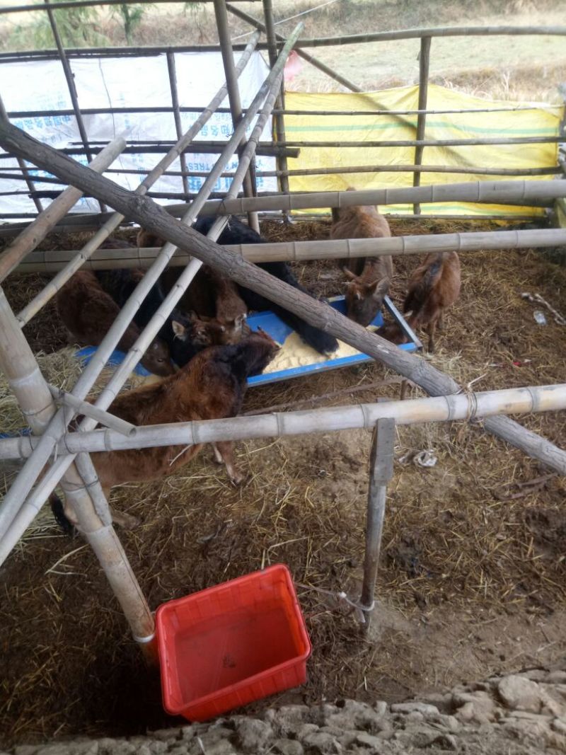 黄牛100~200kg