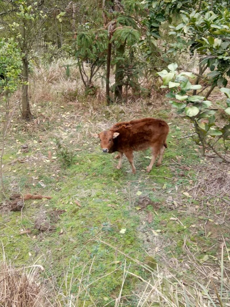 黄牛100~200kg