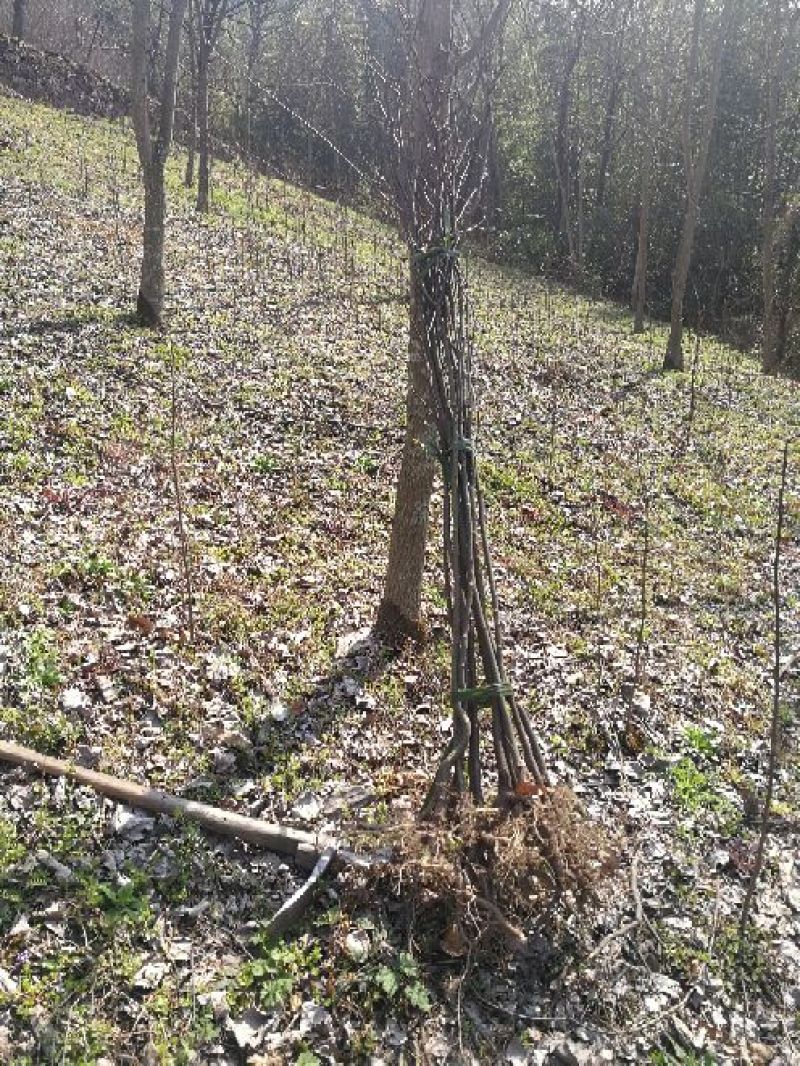 拐枣红拐枣苗万寿果苗三年苗柺枣定植后隔年可挂果