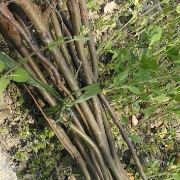 拐枣红拐枣苗万寿果苗三年苗柺枣定植后隔年可挂果
