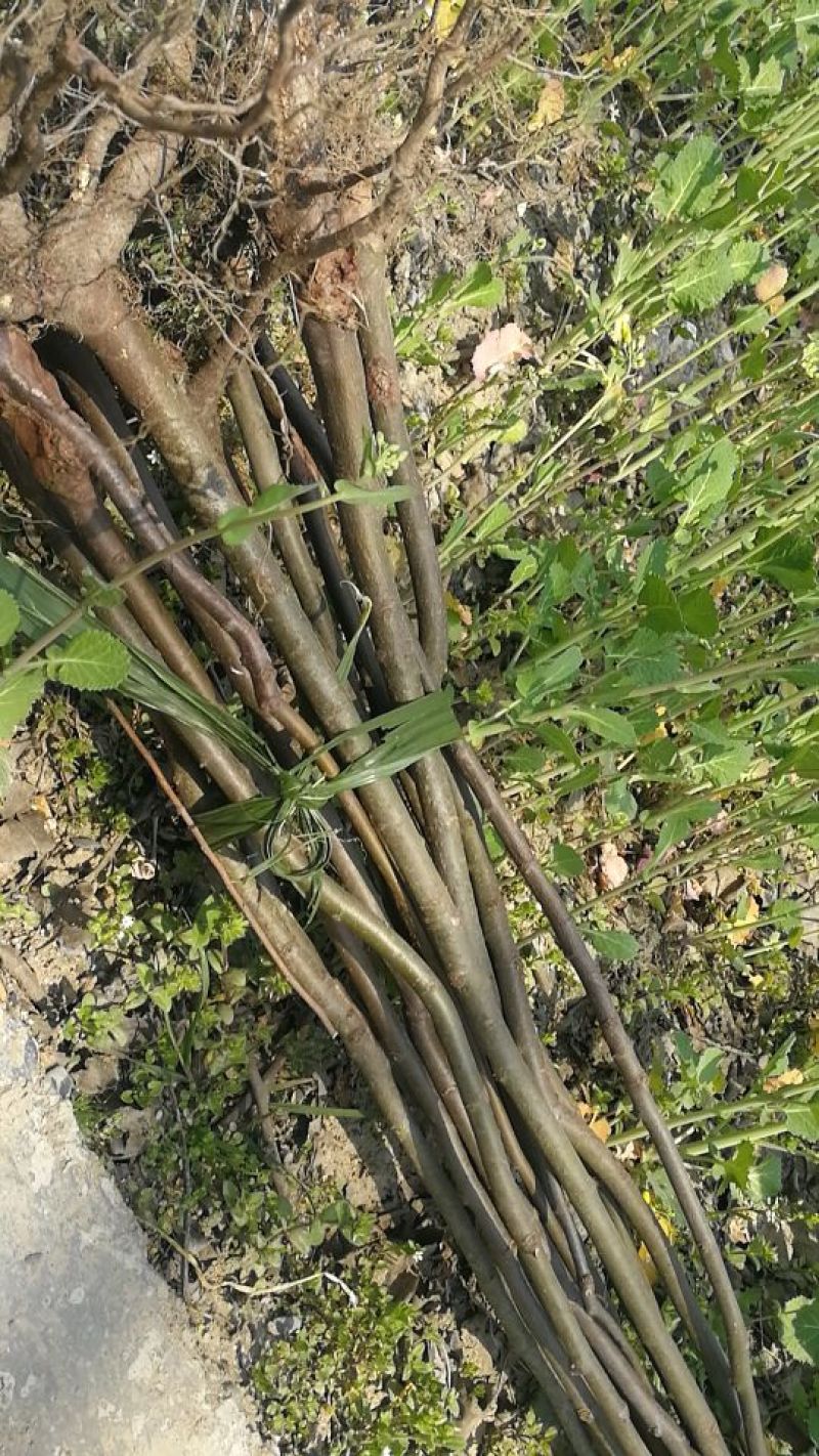 拐枣红拐枣苗万寿果苗三年苗柺枣定植后隔年可挂果