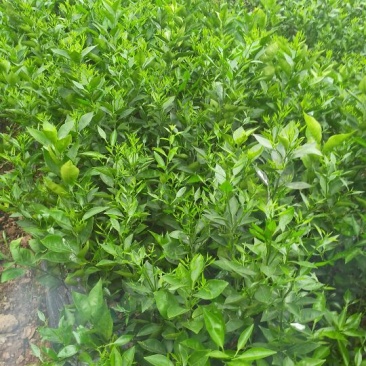 冰糖橙树苗30~50cm